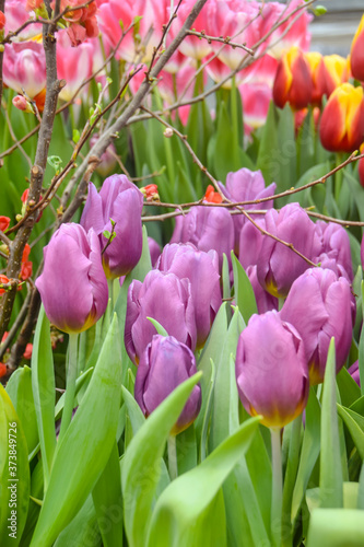 purple tulips with a decorative branch