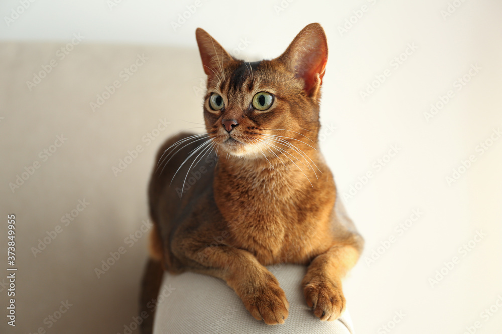 Beautiful Abyssinian cat on sofa at home. Lovely pet