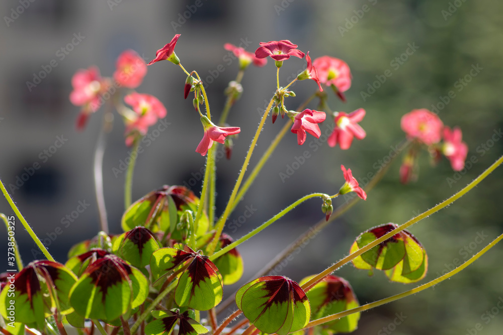 Oxalis tetraphylla beautiful flowering bulbous plants, four-leaved pink sorrel flowers in bloom, flower head detail