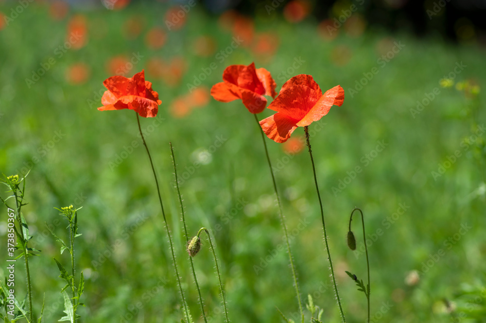 Papaver rhoeas common poppy seed bright red flowers in bloom, group of flowering plants on meadow, wild plants Papaver rhoeas common poppy seed bright red flowers in bloom, group of flowering plants on meadow, wild plants