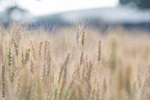 Yellow and green wheat field and sunny day. Ripe yellow wheat ears in the farm land