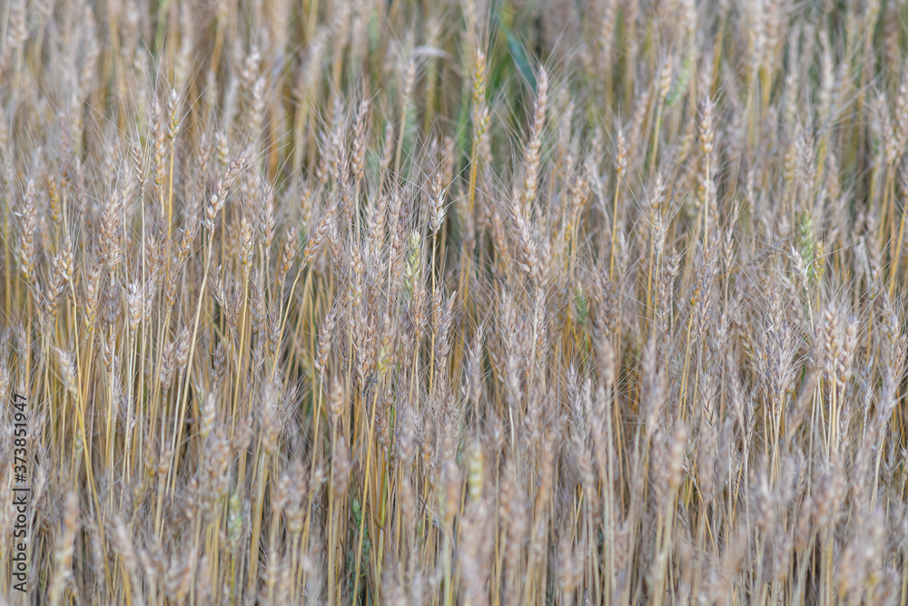 Fototapeta premium Yellow and green wheat field and sunny day. Ripe yellow wheat ears in the farm land