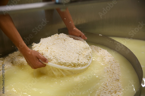 Worker taking curd from tank at cheese factory, closeup photo