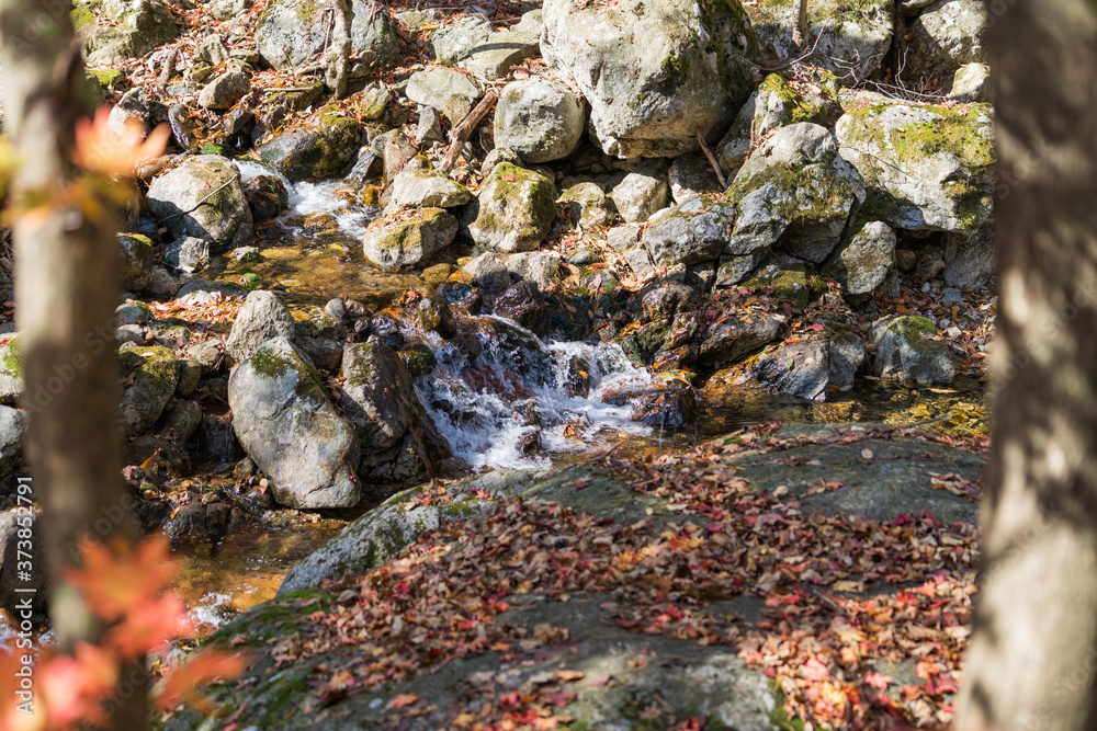 Fototapeta premium Autumn forest in Korean Mountain stream