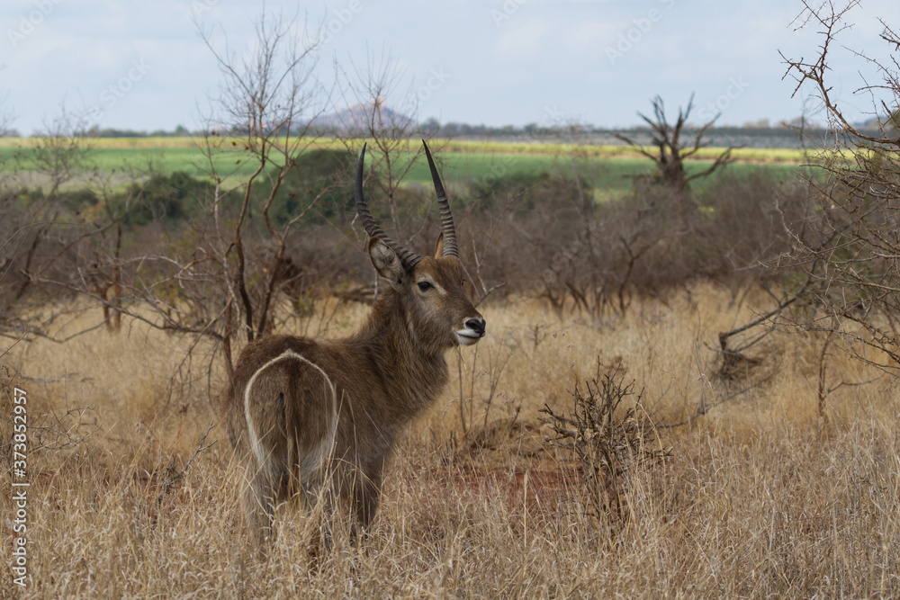 Male waterbuck (Kobus ellipsiprymnus) grazing in a field in Kruger National Park, South Africa Male waterbuck (Kobus ellipsiprymnus) grazing in a field in Kruger National Park, South Africa