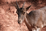 Cabra hispánica con cuernos mirando al frente en un terreno polvoriento