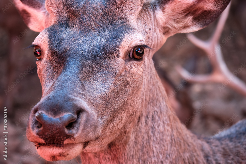 Fototapeta premium Retrato a poca distancia de un ciervo macho