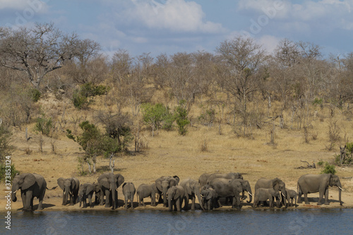 Large family of african elephants (Loxodonta africana) with babies drinking at a waterhole in Kruger National Park, South Africa