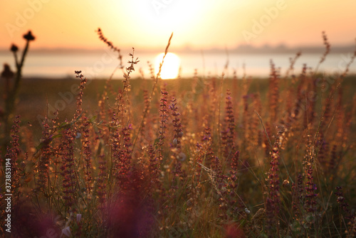 Beautiful wild flowers in field at sunrise. Early morning landscape