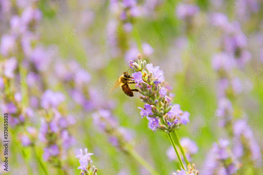Lavender flowers for aroma oil on the mountains Alps, at summer sunny day, close up macro bee pollinates. Lavender flowers for aroma oil on the mountains Alps, at summer sunny day, close up macro bee pollinates.