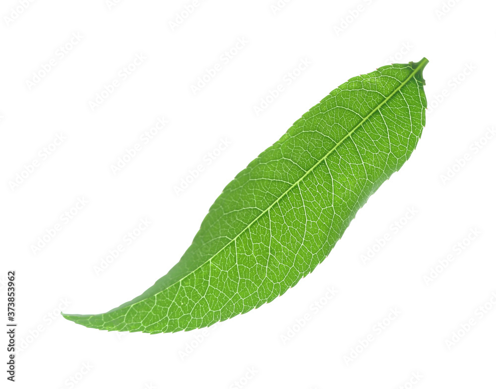 Obraz premium Fresh green peach leaf isolated on white