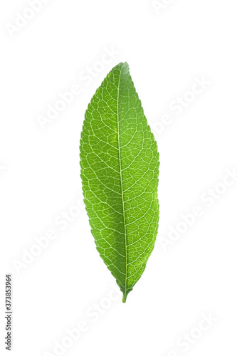 Fresh green peach leaf isolated on white