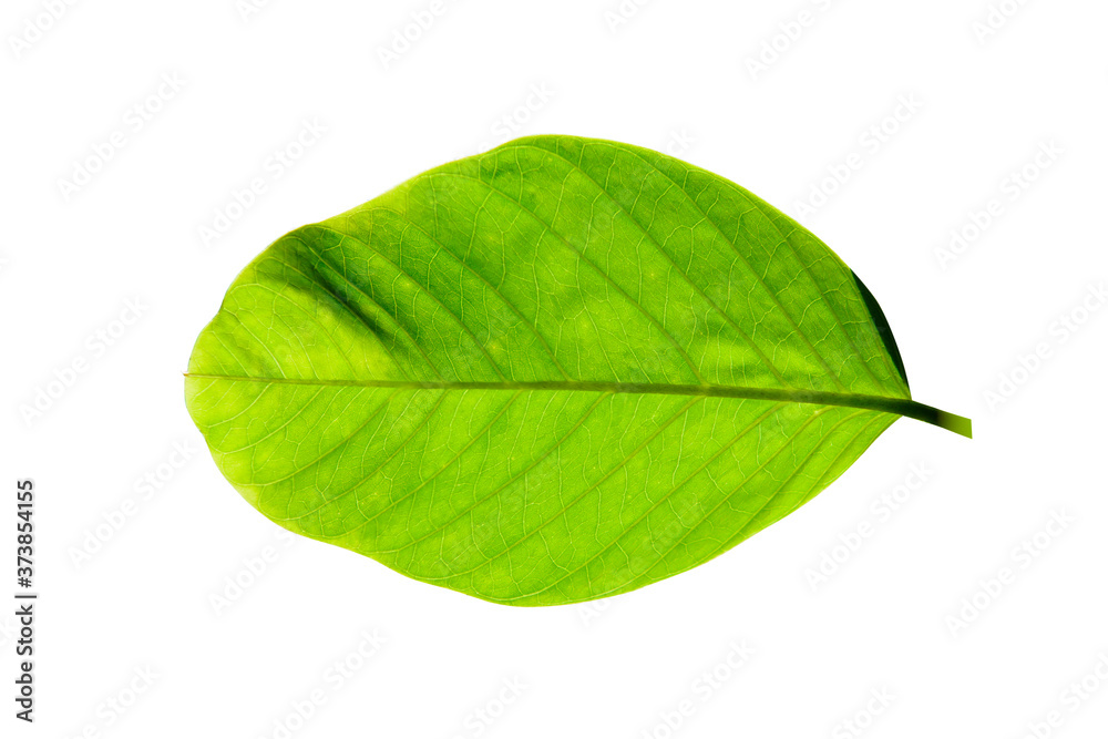 Green leaves isolated on a white background. / clipping path