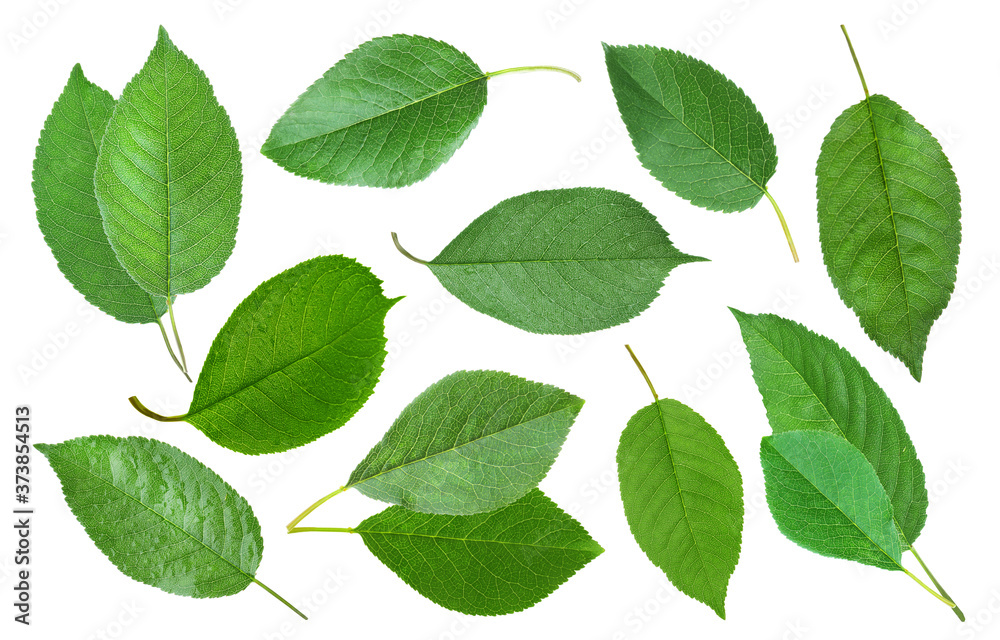 Obraz premium Green cherry leaves flying on white background