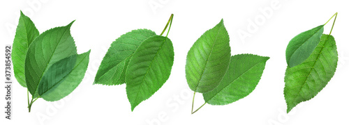 Set of green cherry leaves on white background. Banner design © New Africa