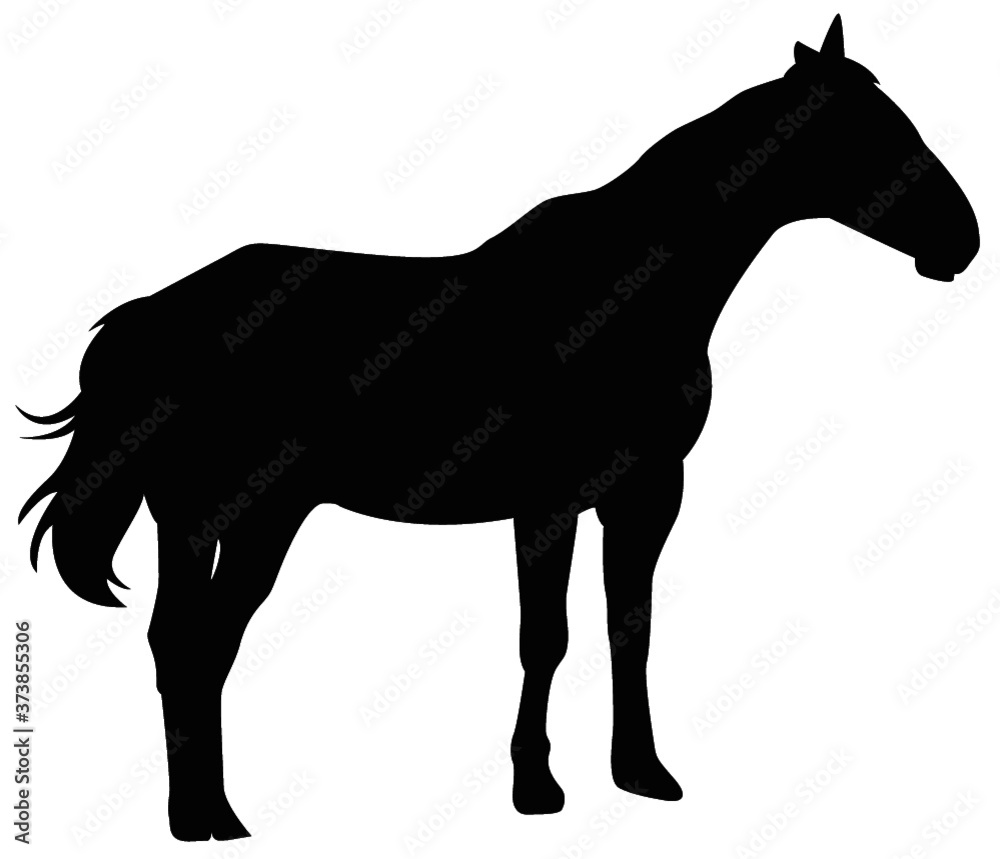 Pferd Silhouette