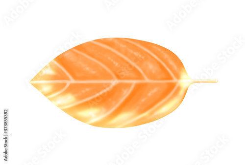 オレンジ色の葉