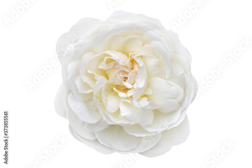 white rose isolated on white