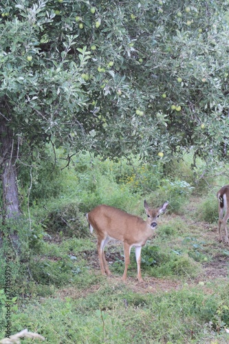 Fototapeta Naklejka Na Ścianę i Meble -  deer in the forest under apple tree