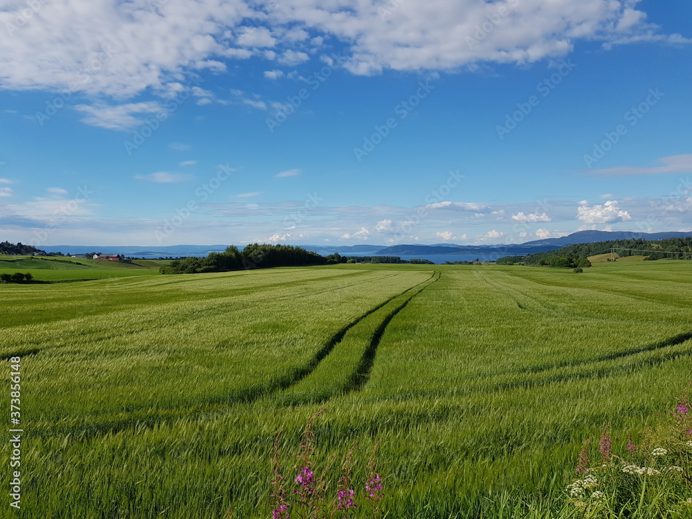 tractor tracks on green tall summer grassy field