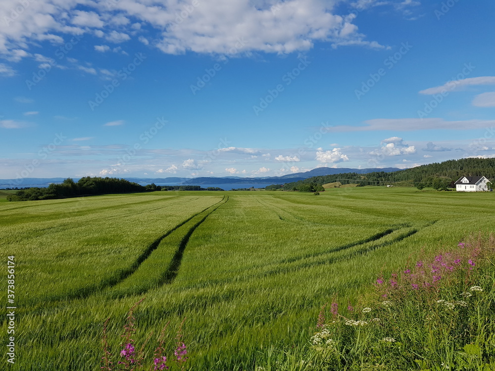 Fototapeta premium tractor tracks on green tall summer grassy field