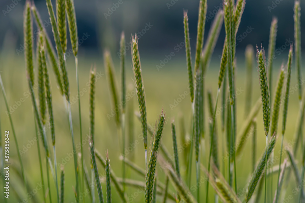 Green oat field and sunny day. Ripe green oat ears in the farm land