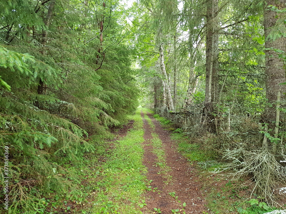 Fototapeta premium tractor path in the forest