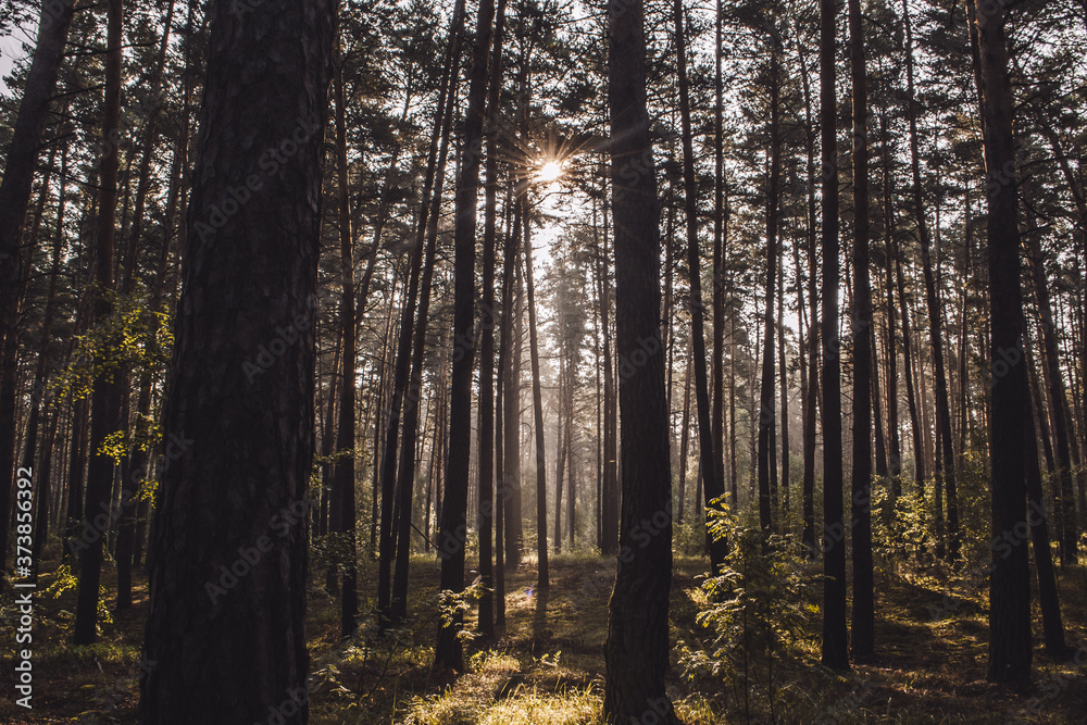 the sun breaks through the trees in the misty forest at dawn among the ferns the sun breaks through the trees in the misty forest at dawn among the ferns