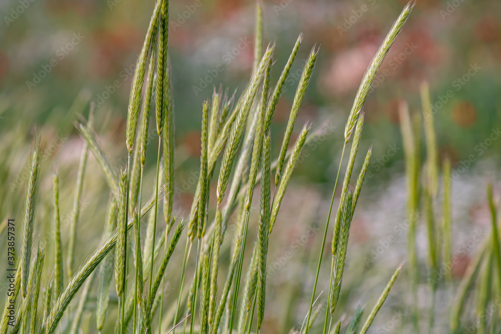 Green oat field and sunny day. Ripe green oat ears in the farm land Green oat field and sunny day. Ripe green oat ears in the farm land