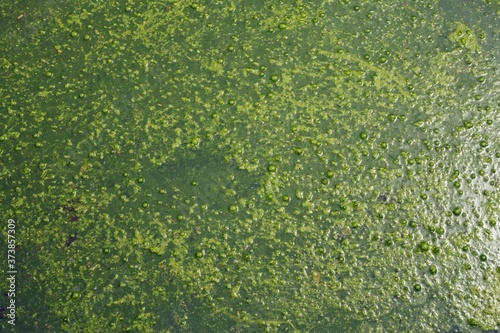 Green sludge