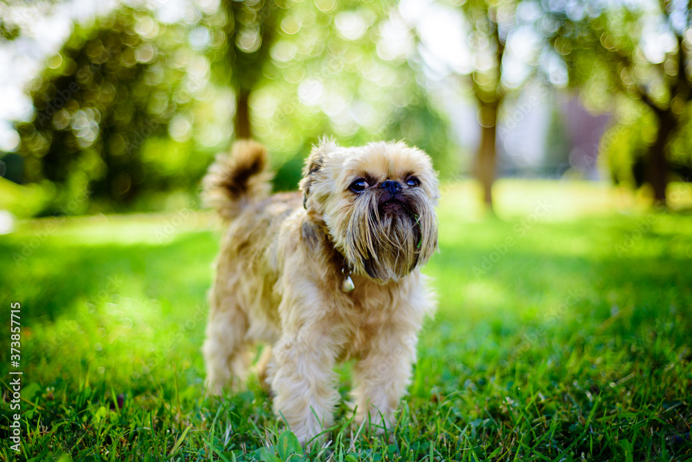 A beautiful shaggy fawn colored dog on a walk in a green Park on a Sunny warm summer day