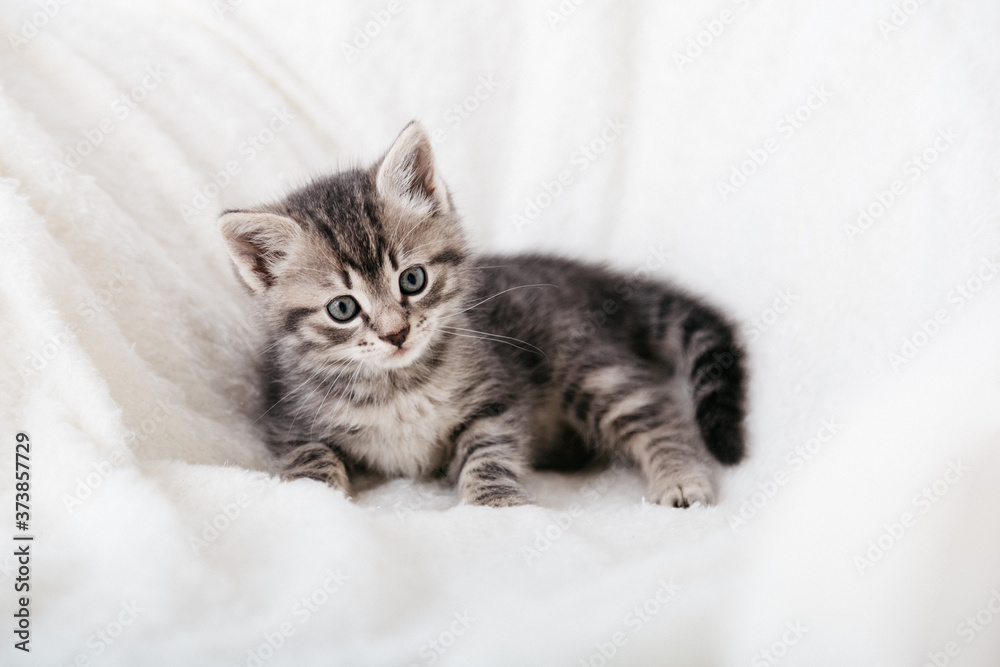 Striped tabby Kitten. Portrait of beautiful fluffy gray kitten. Cat, animal baby, kitten with big eyes sits on white plaid and looking in camera on white background