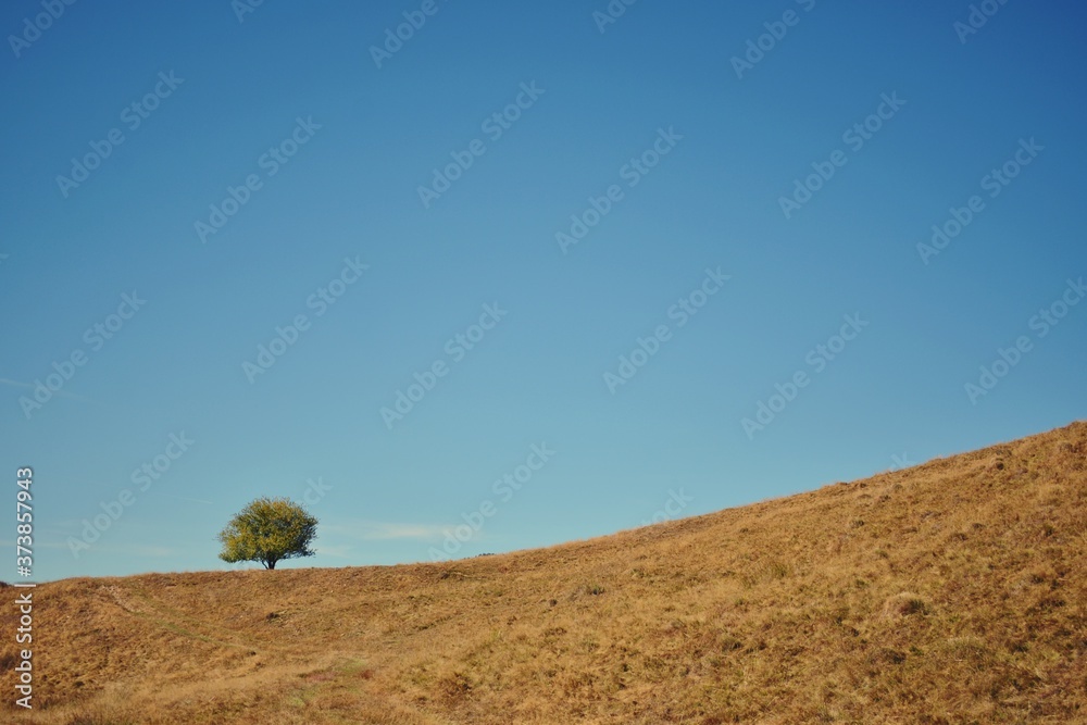 Fototapeta premium a single tree on the hill