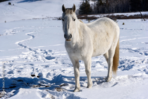 Wild wild horse stands on the road and looking to the camera in winter