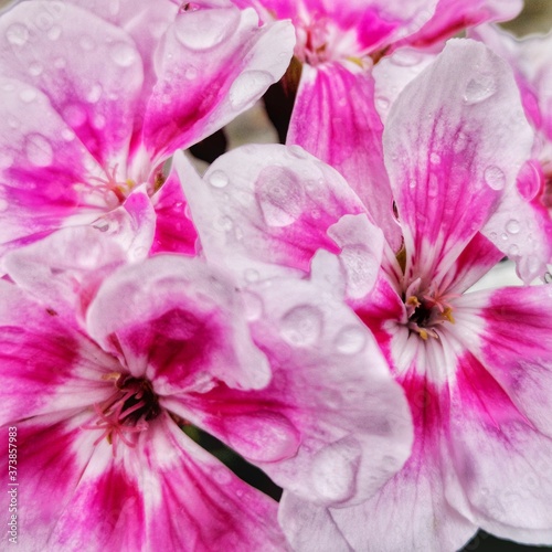 geraniums leaves