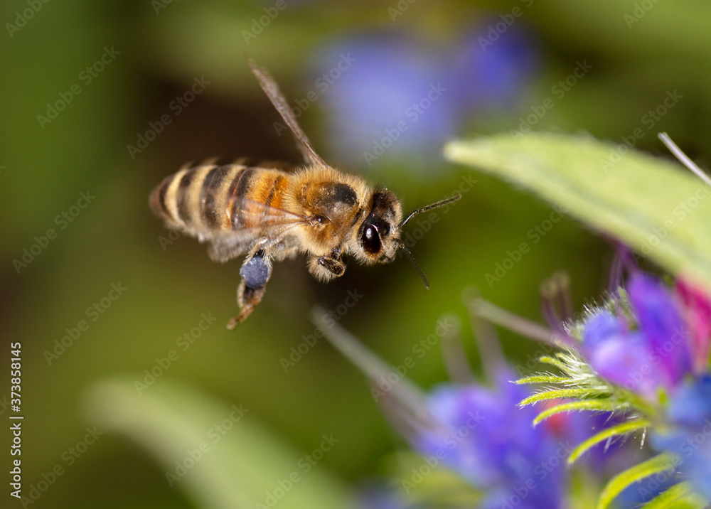 A bee collects honey on blue flowers A bee collects honey on blue flowers
