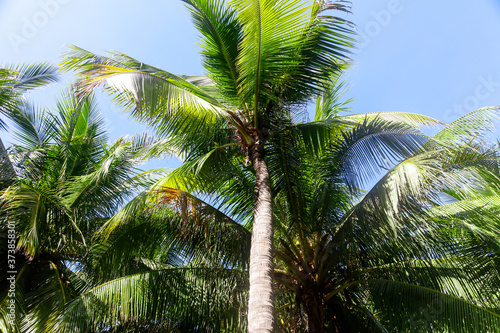 Large green branches on coconut trees against the sky