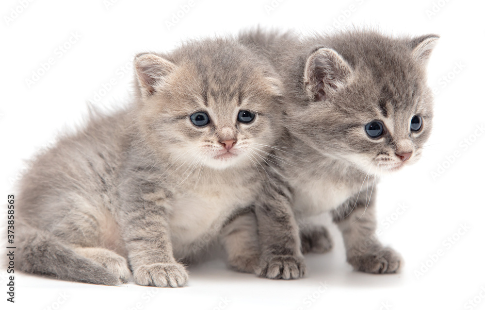 Portrait of two little kitten isolated on a white Portrait of two little kitten isolated on a white