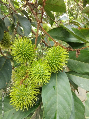 close up of a green fruit 