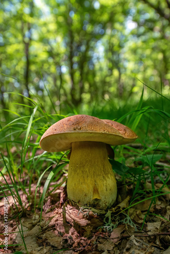 A large white mushroom (boletus edulis) on a blurred green sunny forest background