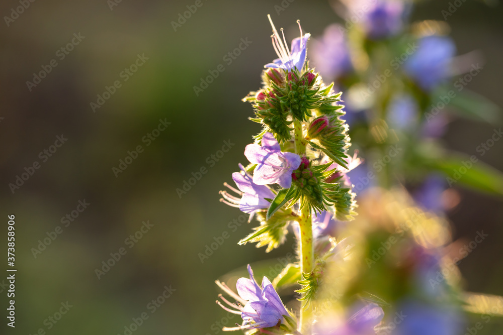 Beautiful blue flowers in the summer park. Beautiful blue flowers in the summer park.