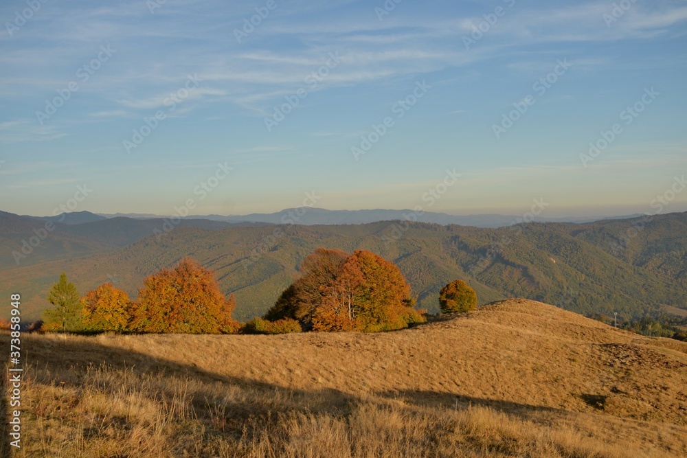 Obraz premium scattered trees on the hill
