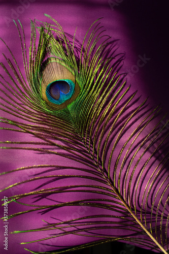 bright colors  peacock feather on violet vertical background