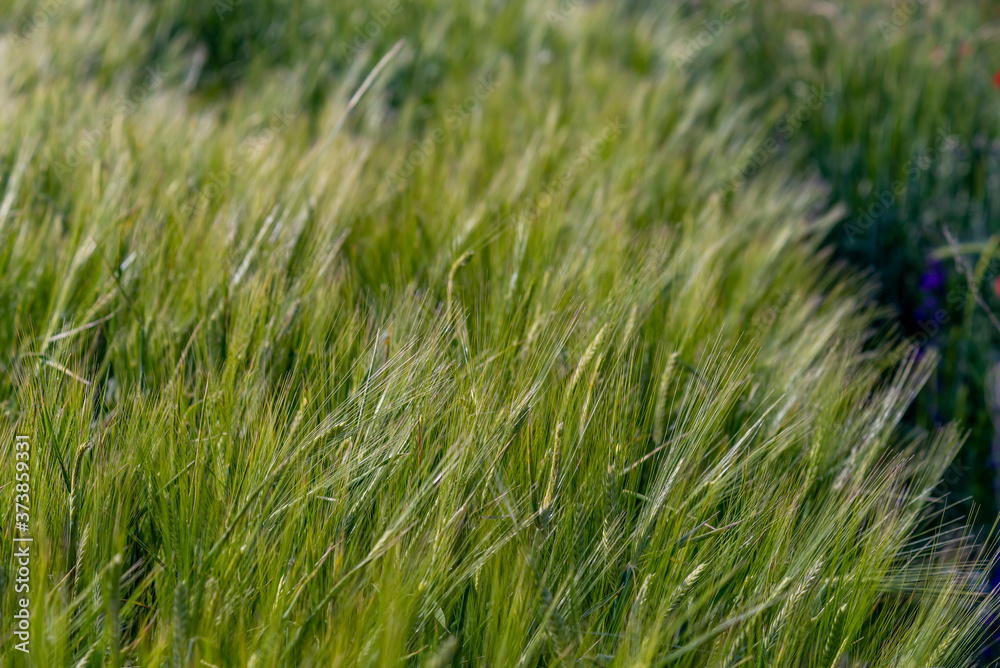 Yellow and green wheat field and sunny day. Ripe yellow wheat ears in the farm land Yellow and green wheat field and sunny day. Ripe yellow wheat ears in the farm land