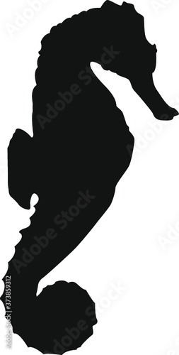 Seepferdchen Silhouette