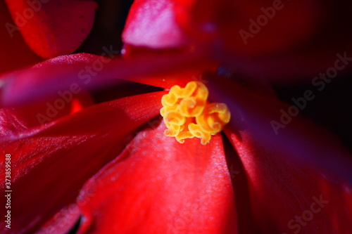 Flowers taken in a Swedish park a cold autumn morning. Macro photos. Taken with a Sony a500. Beautiful petals. Relaxing feeling. Meditation photo