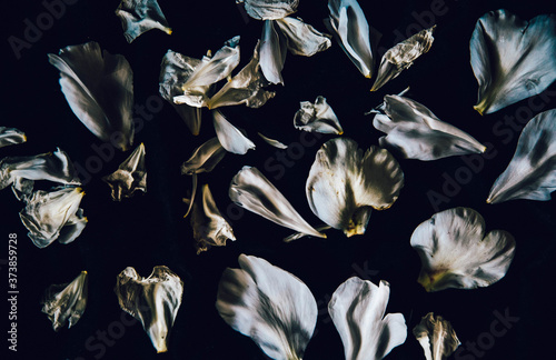 seamless floral pattern. petals of a wilted flower on a dark background. wilted peony on a black background. summer texture with petals. scattered flower petals. flying petals on a dark background. au photo