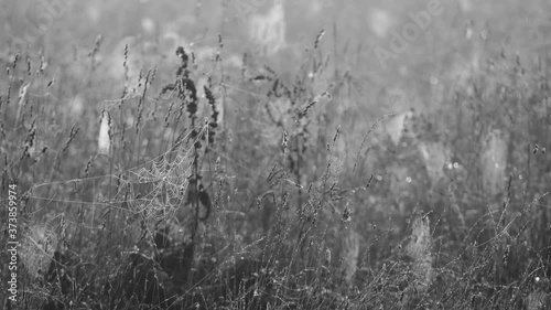 Beautiful unusual black and white 4k video footage of different wild flowers and plants covered with many spider webs.