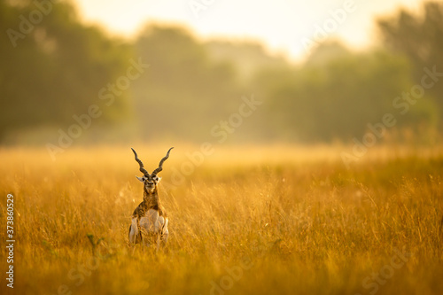 Big horned wild male blackbuck or antilope cervicapra or Indian antelope in early morning golden hour light at grass field landscape of blackbuck or velavadar national park gujrat india photo