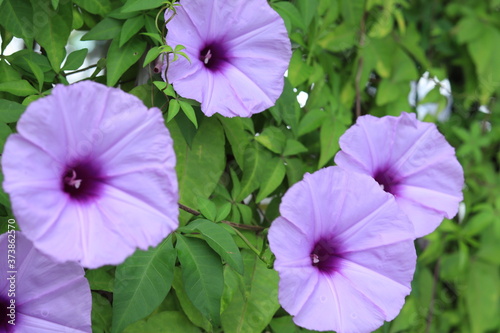Foto morning glory  in the park  ,japan, tokyo